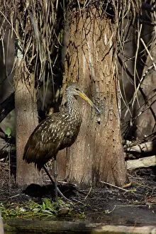 Limpkin: Limpkin - in swamp cypress habitat