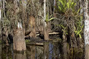 Limpkin: Limpkin - in swamp cypress habitat