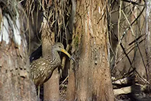 Limpkin: Limpkin - in swamp cypress habitat