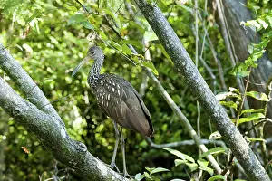 Floridian: Limpkin in Tree