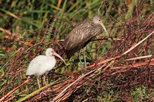 Limpkin: Limpkin and White Ibis