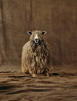 Yann Arthus-bertrand: Lincoln Longwool Sheep