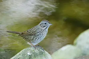 Lincoln: Lincoln Sparrow