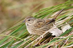Melospiza: Lincoln's Sparrow