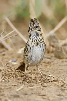 Melospiza: Lincoln's Sparrow