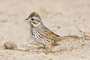Melospiza: Lincoln's Sparrow