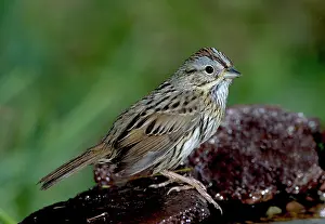 Melospiza: Lincoln's Sparrow