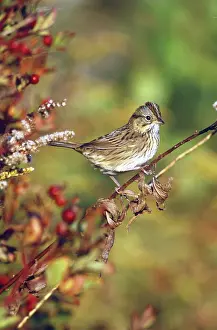 Emberizidae: Lincoln's Sparrow