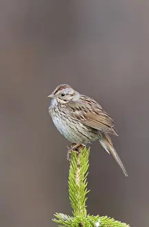 Melospiza: Lincoln's Sparrow - on breeding territory in early summer