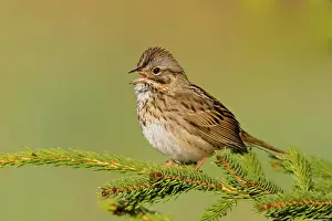 Melospiza: Lincoln's Sparrow - Singing