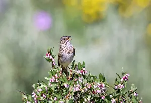 Melospiza: Lincoln's Sparrow - singing