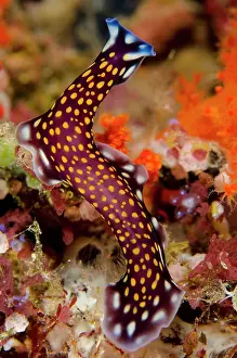 Flatworm: Lindas flatworm (Pseudoceros lindae), dive site