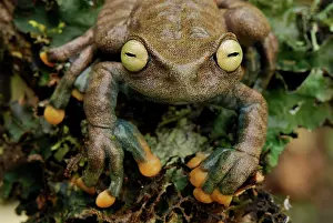 Lindae: Linda's Treefrog