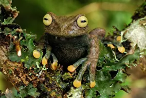 Lindae: Linda's Treefrog