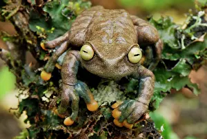 Lindae: Linda's Treefrog