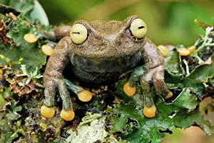 Lindae: Linda's Treefrog