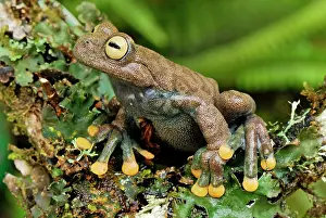 Lindae: Linda's Treefrog
