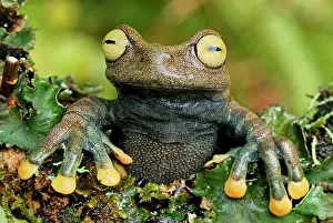 Lindae: Linda's Treefrog