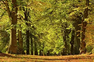 Allee: Linden-Allee in autumn, Park of Wilhelmsthal Castle