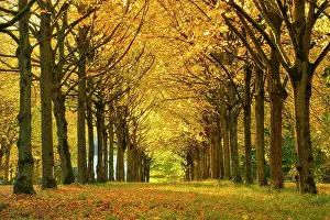 Allee: Linden-Allee in autumn, Park of Wilhelmsthal Castle