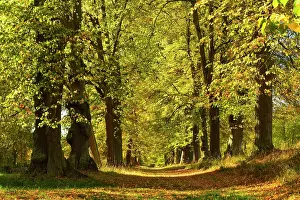 Allee: Linden-Allee in autumn, Park of Wilhelmsthal Castle
