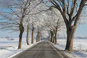 Avenue: Linden Avenue