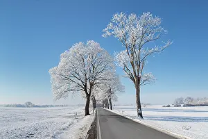 Avenue: Linden Avenue