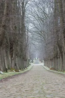 Avenue: Linden Avenue