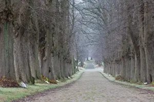 Avenue: Linden Avenue