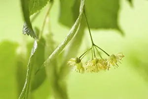 Europea: Linden, Lime Tree
