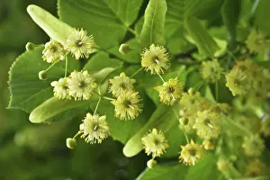 Flavour: Linden, Lime Tree