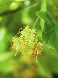 Intricate: Linden, Lime Tree