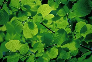 Europea: Linden, Lime Tree, Lime Tree