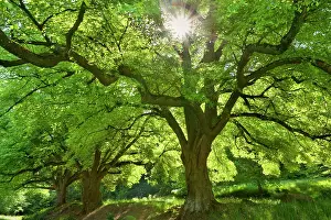 Tilia: Linden / Lime Tree - in spring with sunlight