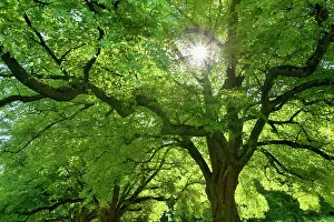 Tilia: Linden / Lime Tree - in spring with sunlight