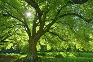 Tilia: Linden / Lime Tree - in spring with sunlight