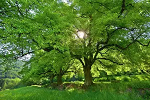 Tilia: Linden / Lime Tree - in spring with sunlight