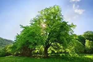 Tilia: Linden / Lime Tree - in spring with sunlight