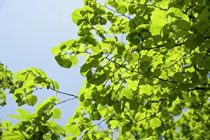 Tilia: Linden or Lime tree, Tilia x europaea which has