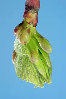 Platyphyllos: Linden Tree - leaf bud opening in spring