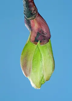 Platyphyllos: Linden Tree - leaf bud opening in spring
