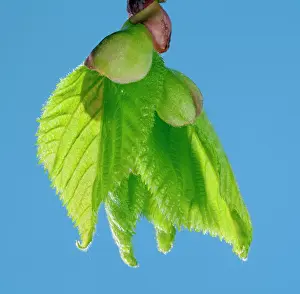Platyphyllos: Linden Tree - leaf bud opening in spring