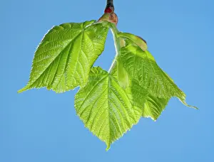 Platyphyllos: Linden Tree - leaf bud opening in spring
