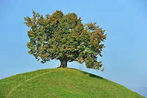 Tilia: Linden Tree Lime Tree on moraine hill autumn canton Zug