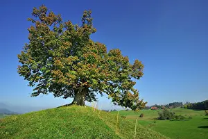 Tilia: Linden Tree Lime Tree on moraine hill autumn canton Zug