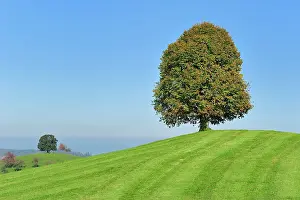 Tilia: Linden Tree Lime Tree on moraine hill autumn canton Zug