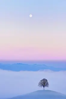 Moon: Linden tree (Tilia), in drumlin landscape in the