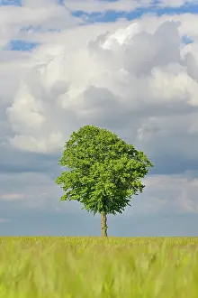 Tilia: Linden tree (Tilia), solitary tree in a green grain