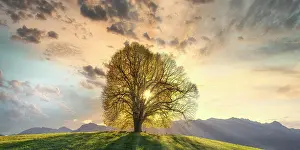 Oberallgu: Linden tree (Tilia), solitary tree at the Wittelsbacher