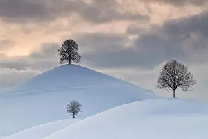 Hirzel: Linden trees in drumlin landscape, in winter with